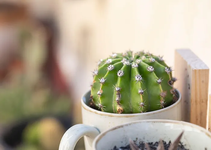 Hesperia Barri Gotic 3*